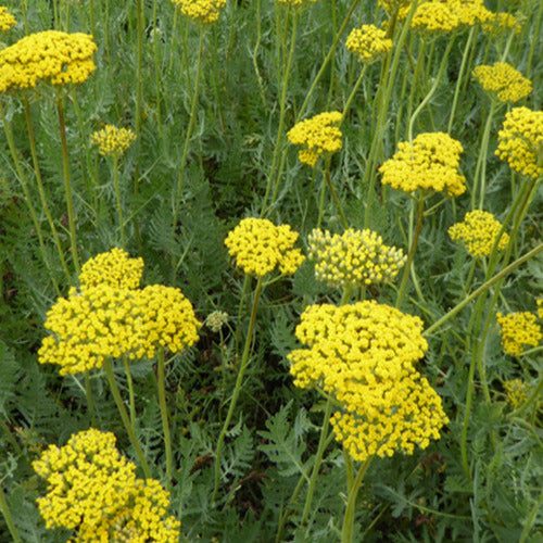 Achillée Coronation Gold - Bakker