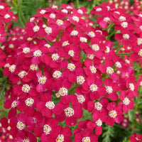 3 Achillées Petra - Bakker