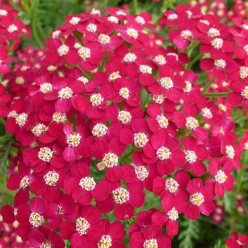 Bakker - 3 Achillées Petra - Achillea hybride petra - Plantes d'extérieur