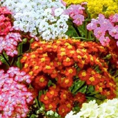 Achillée Summer Pastels - Bakker