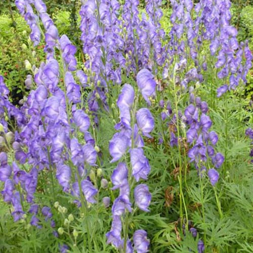 Bakker - Aconit Casque de Jupiter - Aconitum napellus - Plantes d'extérieur