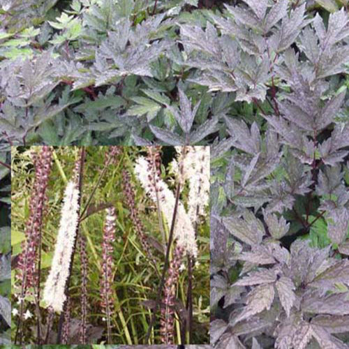 Bakker - Cierge d'argent Brunette - Actaea simplex brunette - Plantes d'extérieur