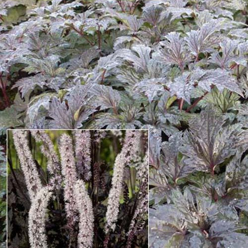 Cierge d'argent Carbonella - Bakker