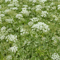 Herbe aux goutteux panachée - Bakker