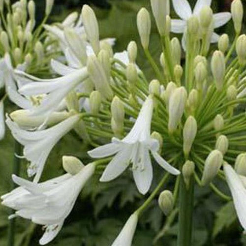 Agapanthe Headbourne White - Bakker
