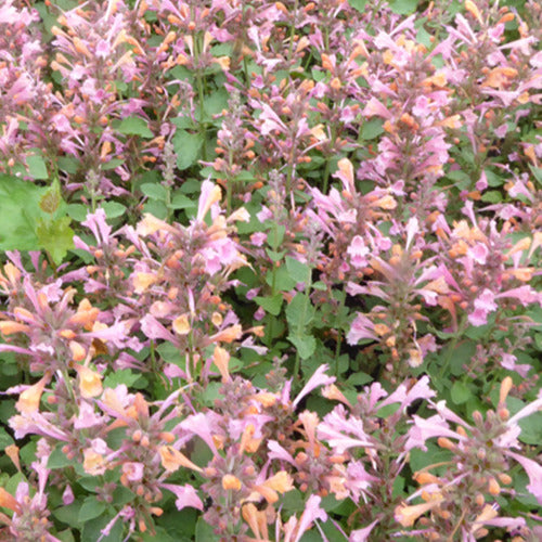 Bakker - Agastache Kudos Ambrosia - Agastache kudos ambrosia - Plantes d'extérieur