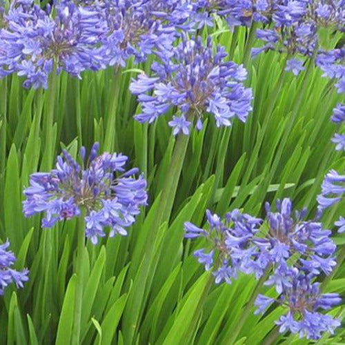 Bakker - Agapanthe Peter Pan American - Agapanthus peter pan american - Plantes d'extérieur