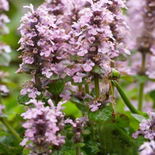 Bakker - Bugle rampante Rosea - Ajuga reptans rosea - Plantes d'extérieur