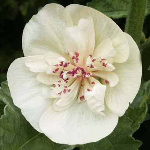 Rose trémière vivace Parkallee - Bakker