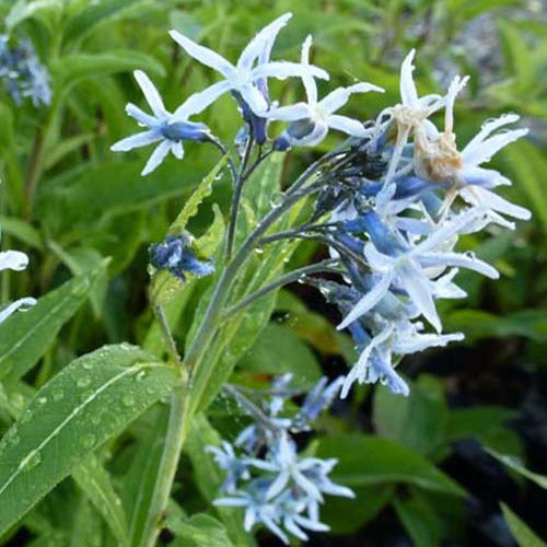 Étoile bleue - Bakker