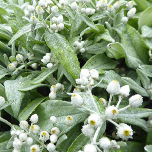 Bakker - Immortelle de l'Himalaya Silberregen - Anaphalis triplinervis silberregen - Plantes d'extérieur