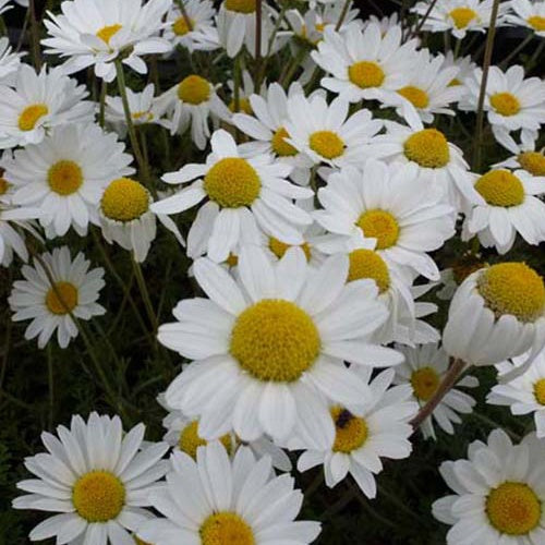 Camomille des Carpates Karpatenschnee - Bakker