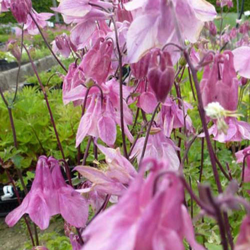 Bakker - Ancolie des jardins Heidi - Aquilegia vulgaris heidi - Plantes d'extérieur