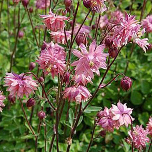 Bakker - Ancolie commune Barlow Rose - Aquilegia vulgaris rose barlow - Plantes d'extérieur