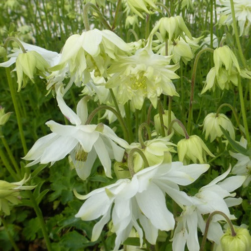 Bakker - Ancolie des jardins White Barlow - Aquilegia vulgaris white barlow - Plantes d'extérieur