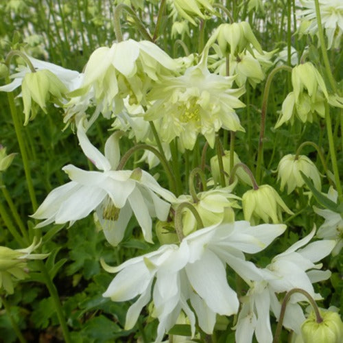 Ancolie des jardins White Barlow - Bakker