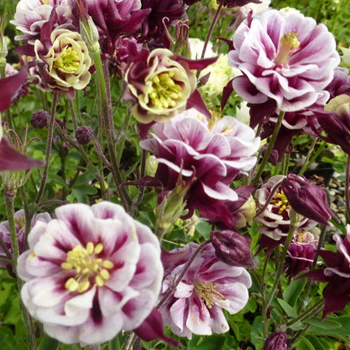 Bakker - Ancolie à fleurs doubles Winky Red White - Aquilegia winky double red-white  ( winky series ) - Plantes d'extérieur