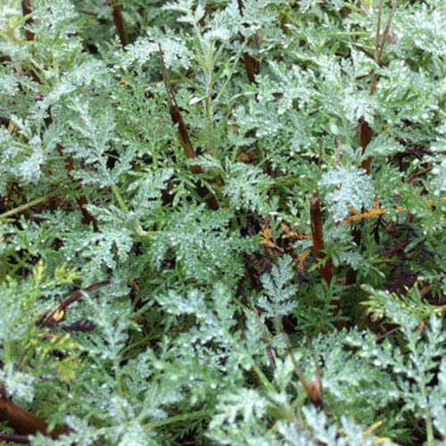 Bakker - Armoise citronelle Aurone Courson - Artemisia abrotanum courson - Plantes d'extérieur