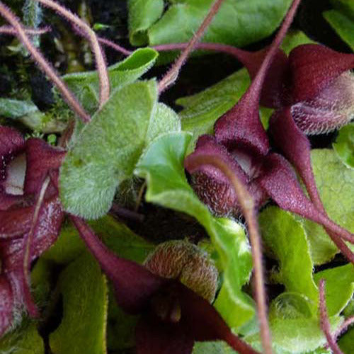 Bakker - Asaret d'Europe - Asarum europaeum - Plantes d'extérieur