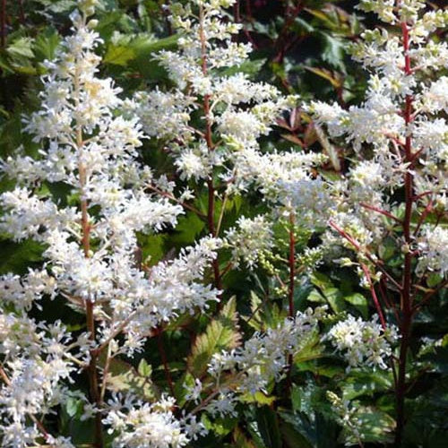 Bakker - Astilbe hybride Rock and Roll - Astilbe rock and roll - Plantes d'extérieur