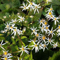 3 Asters à feuilles en coeur Silver Spray