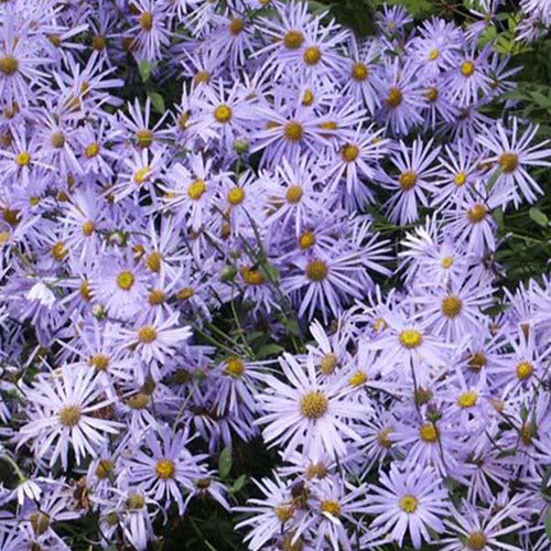 Bakker - 3 Astères de Frikart Mönch - Aster frikartii mönch - Plantes d'extérieur