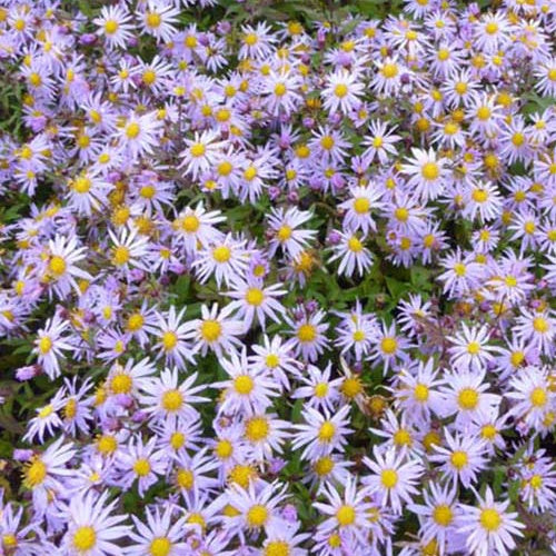 Marguerite d'automne Eleven Purple - Bakker
