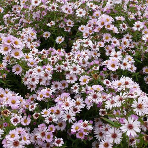 Marguerite d'automne Kylie - Bakker