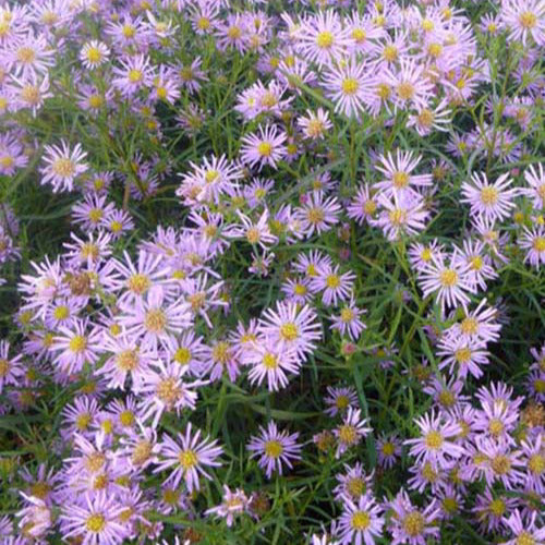 Bakker - 3 Asters Pink Star - Aster pink star - Plantes d'extérieur