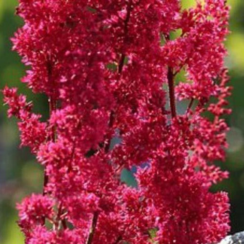 Astilbe du Japon Montgomery - Bakker
