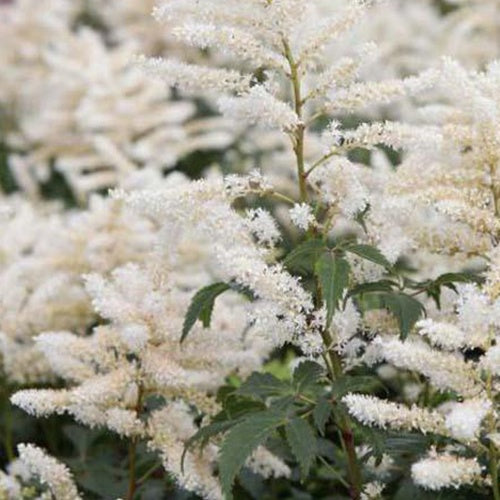 Astilbe hybride Washington - Bakker