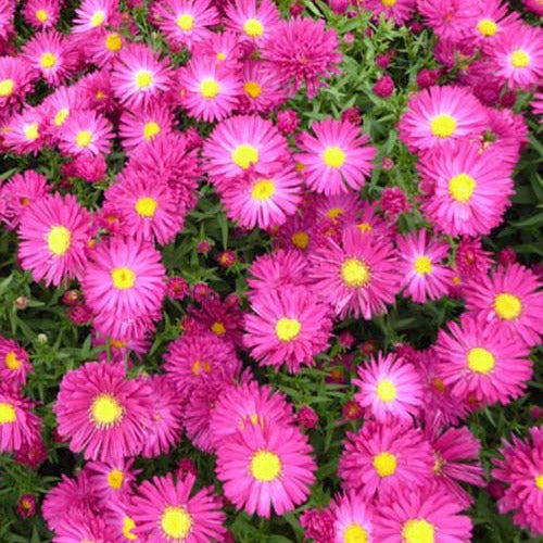 Bakker - 3 Asters grands d'automne Crimson Brocade - Aster novi-belgii crimson brocade - Plantes d'extérieur