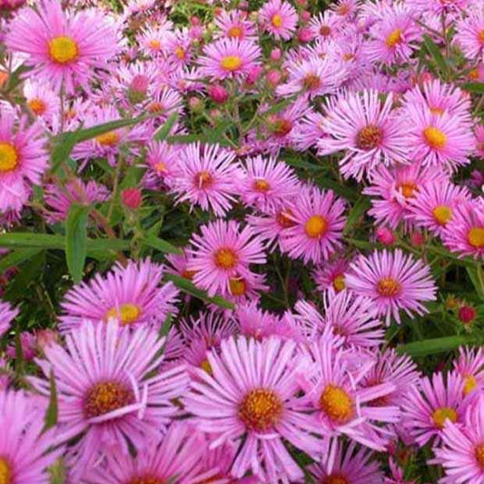 Aster de Nouvelle-Angleterre Rudelsburg - Bakker