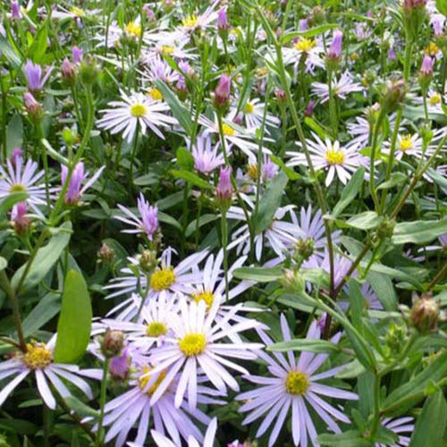 Bakker - 3 Astères des Pyrénées Lutetia - Aster pyrenaeus lutetia - Plantes d'extérieur