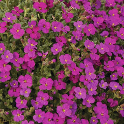 Bakker - 3 Aubriètes Regado Red - Aubrieta regado red  ( regado series ) - Plantes d'extérieur