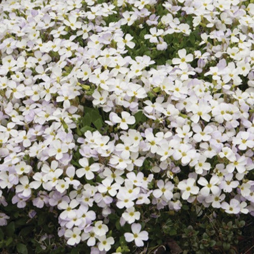 Bakker - 3 Aubriètes Regado White - Aubrieta regado white  ( regado series ) - Plantes d'extérieur