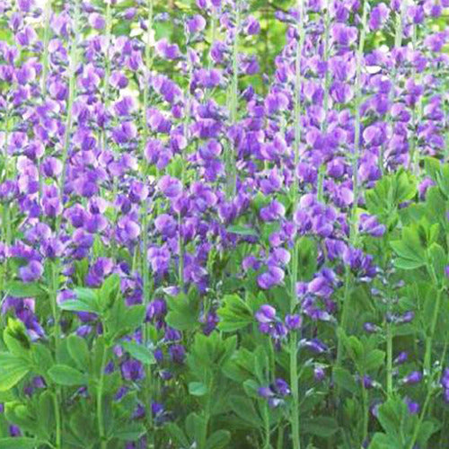 Bakker - Podalyre - Baptisia australis - Plantes d'extérieur