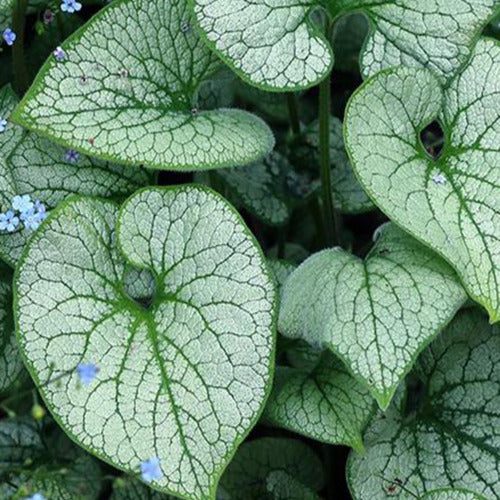 Bakker - Myosotis du Caucase Alchemy Silver - Brunnera macrophylla tnbruas alchemy™ silver ( alc - Plantes d'extérieur