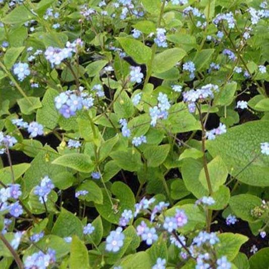 Myosotis du Caucase - Bakker.com | France