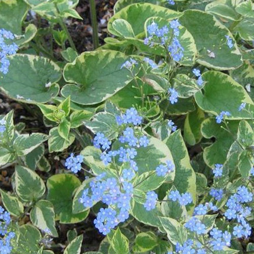 Myosotis du Caucase Hadspen cream - Bakker