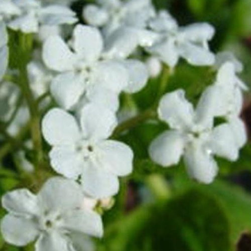 Myosotis du Caucase Marley's White - Bakker