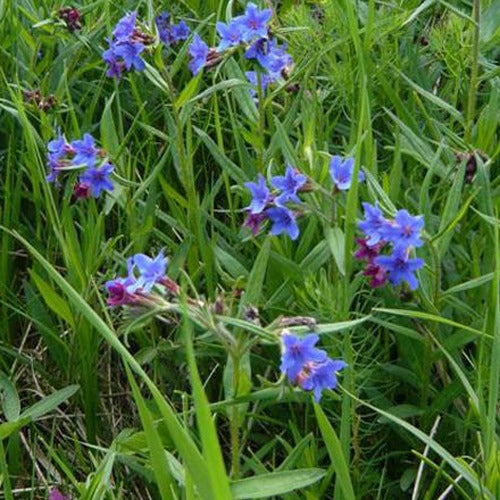 Buglossoides - Petite buglosse