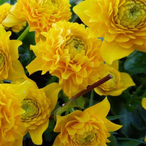Populage des marais à fleurs doubles - Bakker