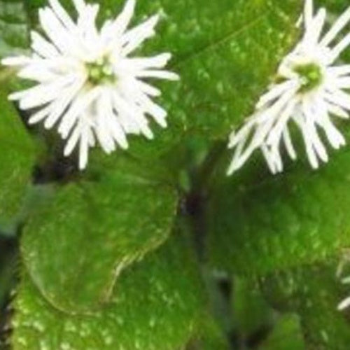 Chloranthe du Japon - Bakker