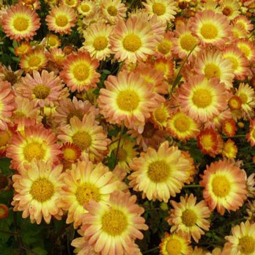 Bakker - Chrysanthème Dernier Soleil - Chrysanthemum dernier soleil - Plantes d'extérieur