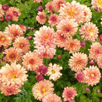 Bakker - 3 Chrysanthèmes des jardins Herbstbrokat - Chrysanthemum indicum herbstbrokat - Plantes d'extérieur
