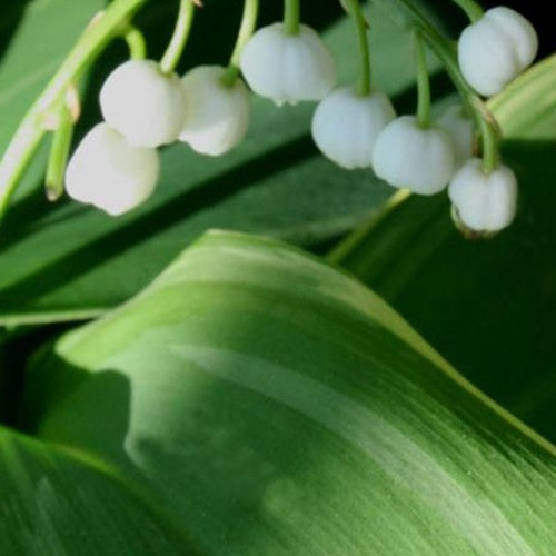 Muguet Hofheim - Bakker