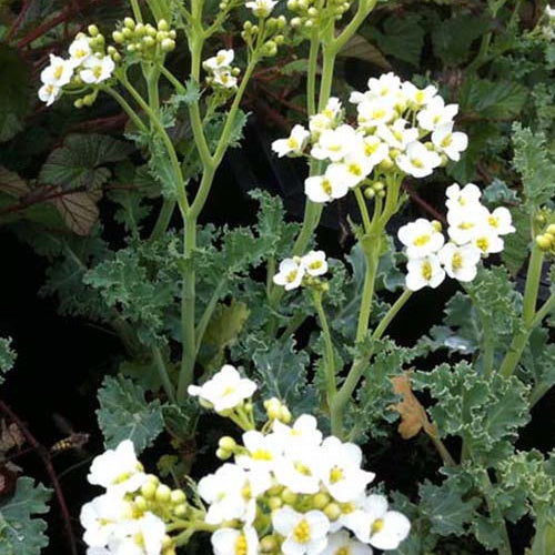 Crambe maritima choux maritime - Bakker