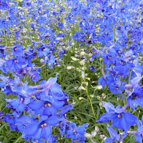 Delphinium Volkerfrieden - Bakker