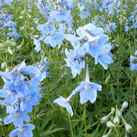 3 Delphiniums Cliveden Beauty - Bakker